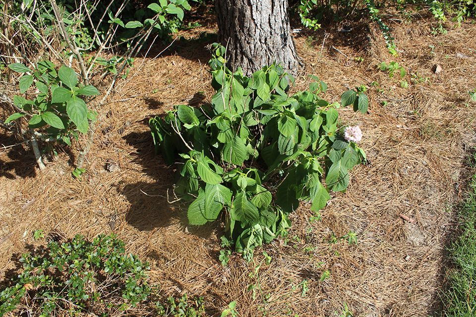 Image 2 Hydrangea.JPG thumbnail